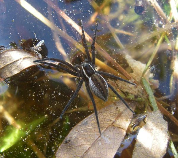 Photo of Dolomedes triton by Aaron Baldwin